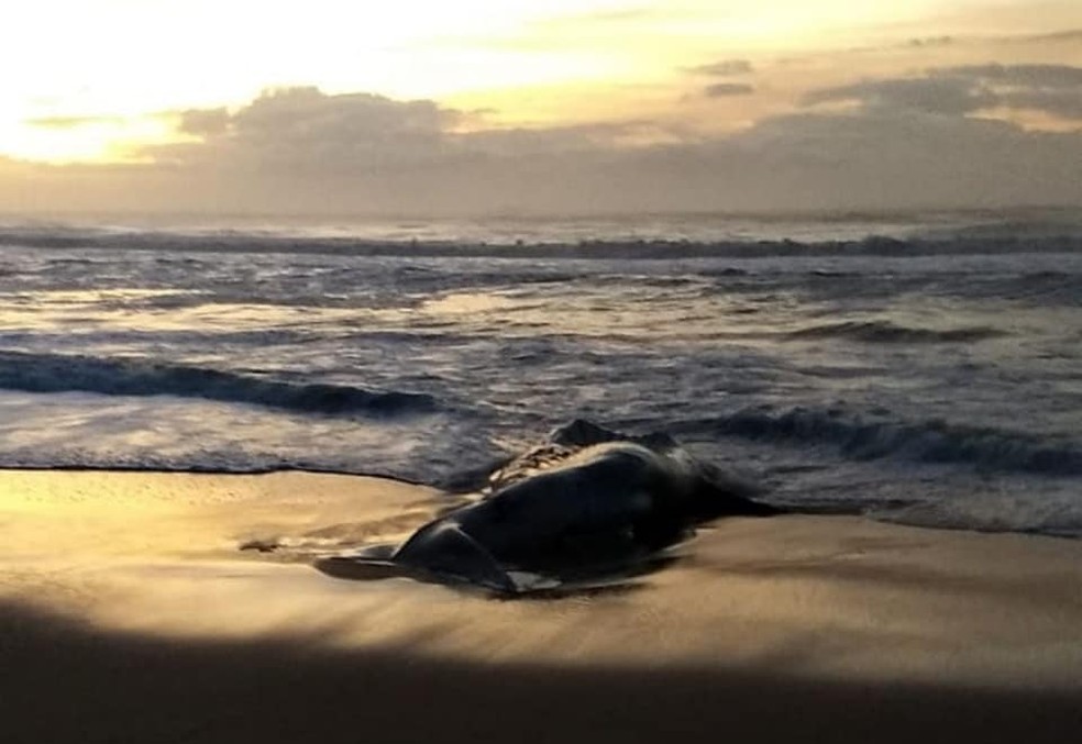 Filhote De Baleia Jubarte Encontrado Morto Em Balne Rio Barra Do Sul