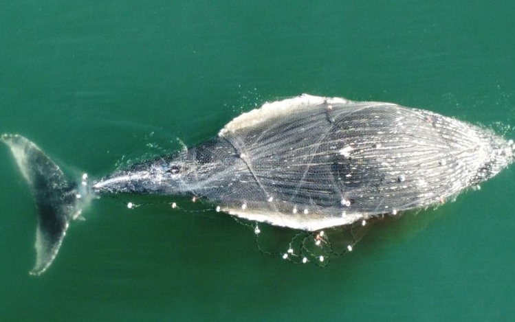 Baleia jubarte enrolada em redes de pesca encalha morta em Florianópolis