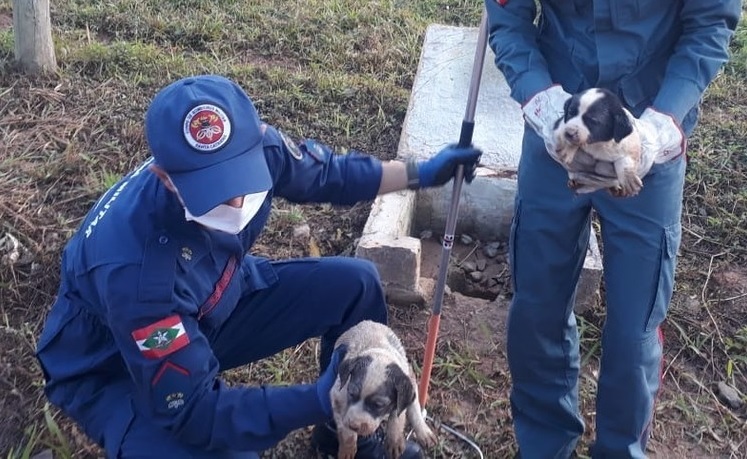 Cachorrinhos são resgatados após ficarem presos em tubulação de esgoto