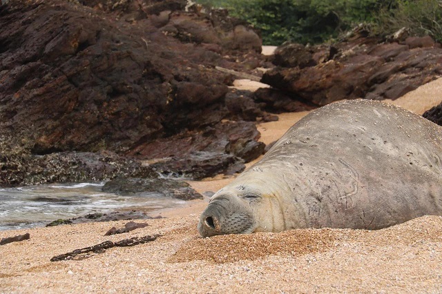 Vídeo registra elefante-marinho em praia de Balneário Camboriú