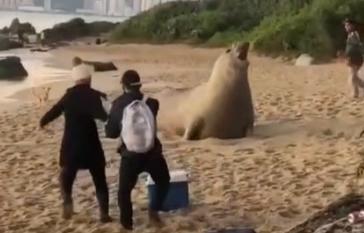 Vídeo registra pessoas invadindo área e incomodando o descanso de elefante-marinho