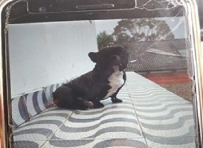 Cão furtado no quintal de casa é recuperado em Indaial