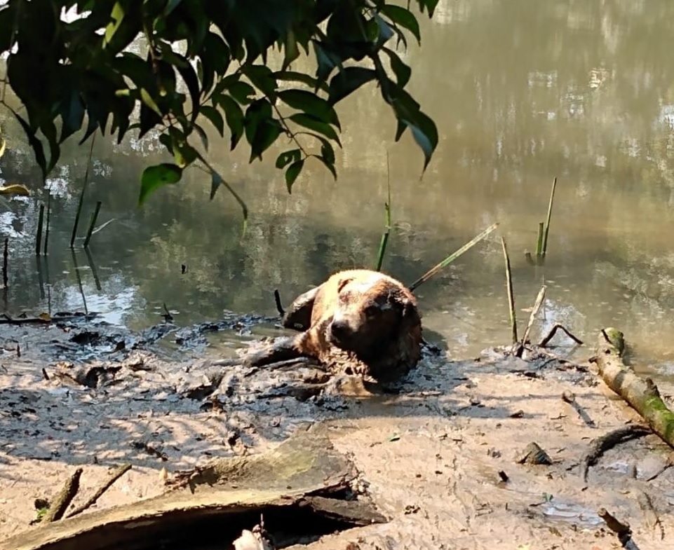 Cadela grávida e machucada é resgata às margens do Rio Itajaí Mirim