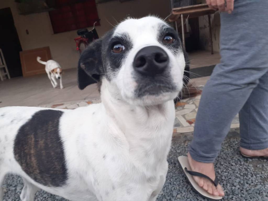 Cachorro está desparecido há três dias em Timbó