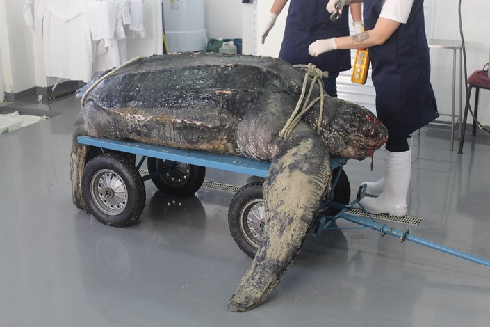 Tartaruga-de-couro de 225 kg é encontrada morta em Porto Belo