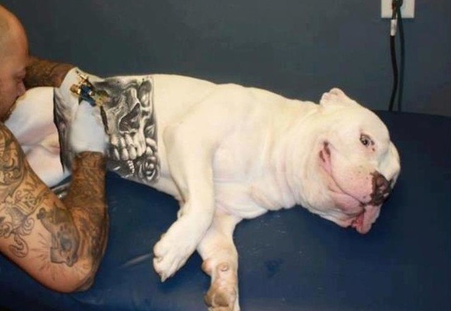 Câmara aprova proibição de tatuagem e piercing em cães e gatos