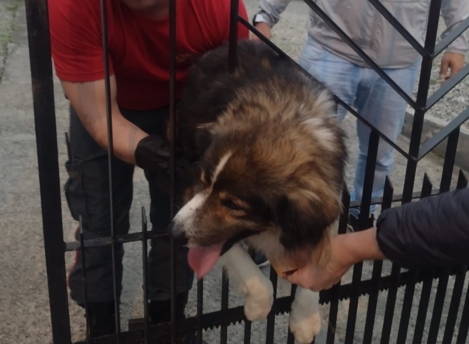 Cachorro fica preso em portão de Itajaí e bombeiros são acionados para resgatar o animal