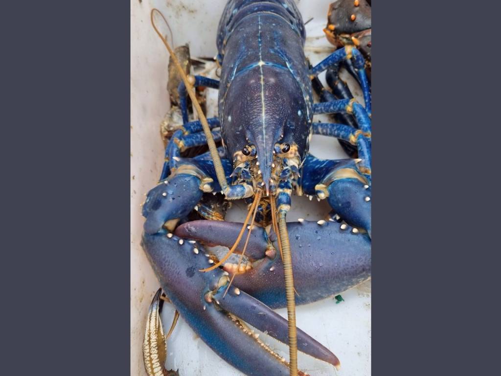 Lagosta azul rara é encontrada por pescador no litoral da Escócia