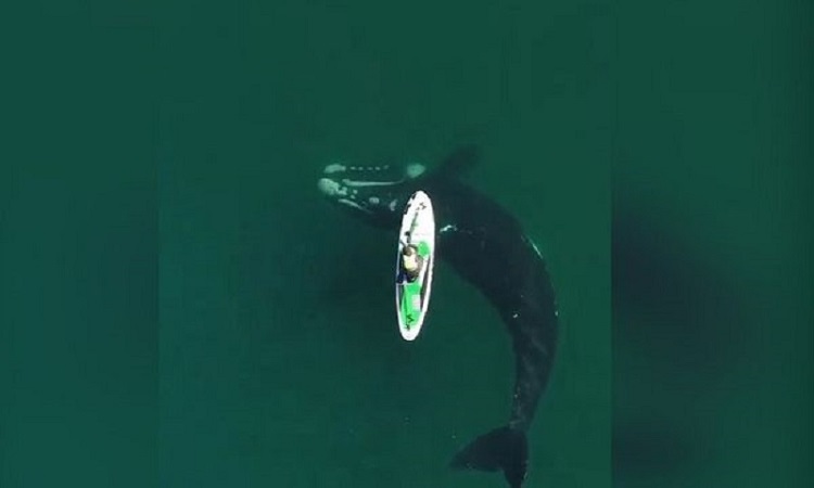 Fotógrafo argentino registra encontro entre baleia e remador em caiaque