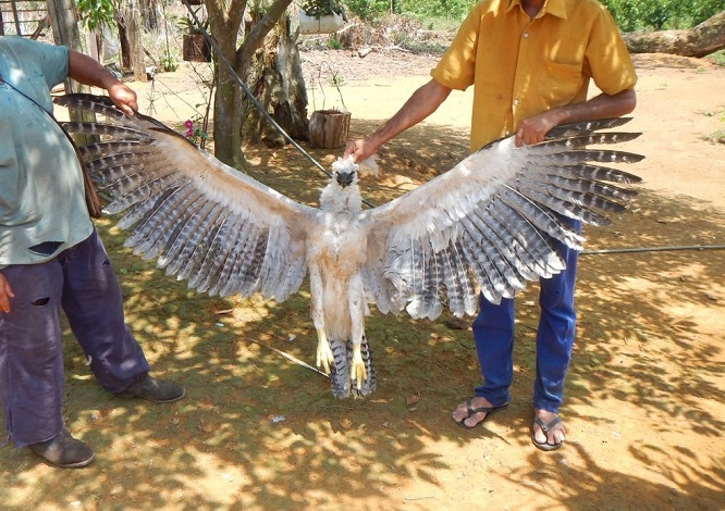 Maldade: Em dois anos, 80% das harpias mortas no Mato Grosso foram motivadas por "curiosidade"
