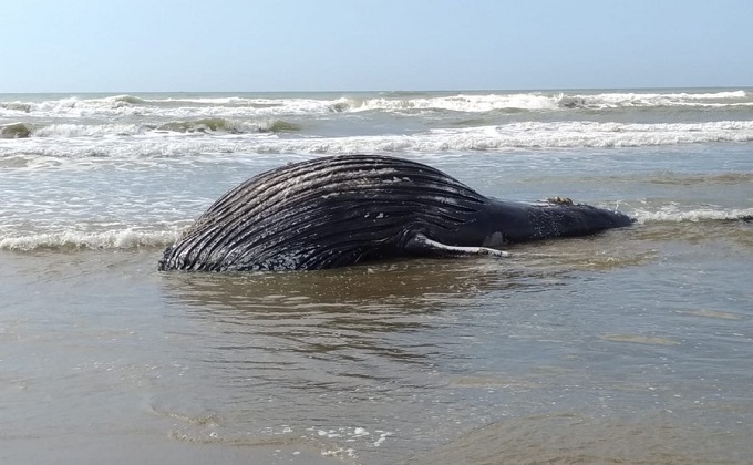 Sem saber que o animal estava morto, pessoas tentam desencalhar baleia em praia de Navegantes