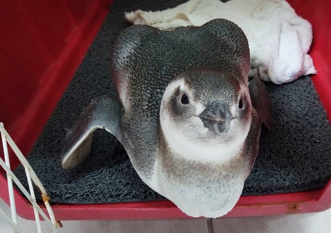 Projeto aponta que SC é o estado onde mais se encontrou pinguins-de-Magalhães em 2021