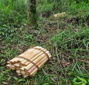 Grupo de pessoas é denunciado por furtar palmitos em Timbó