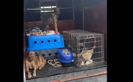 Animais em situação de maus tratos são resgatados em operação conjunta em Camboriú 