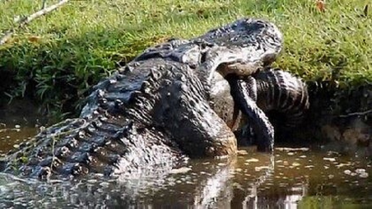Vídeo registra crocodilo gigante praticando canibalismo ao devorar outro menor que ele 