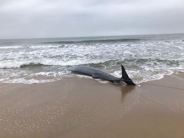 Baleia-bicuda encalha em praia de Barra Velha e morre antes de receber atendimento veterinário