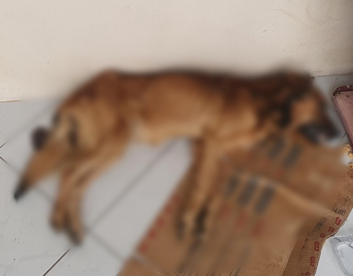Cãozinho vem a óbito e dono é preso por maus-tratos em Joinville SC