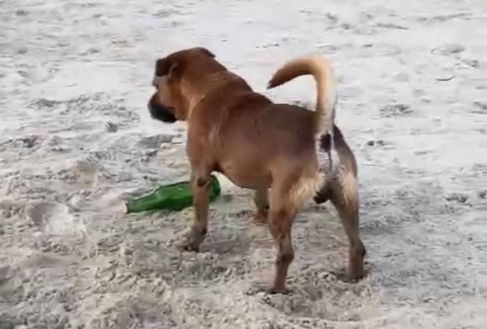Cão de rua recolhe garrafa de cerveja em praia de SC