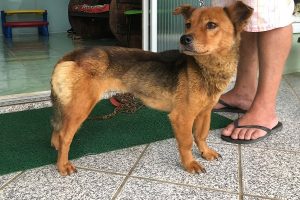 Polícia Civil de Pomerode resgata cães em situação de maus-tratos