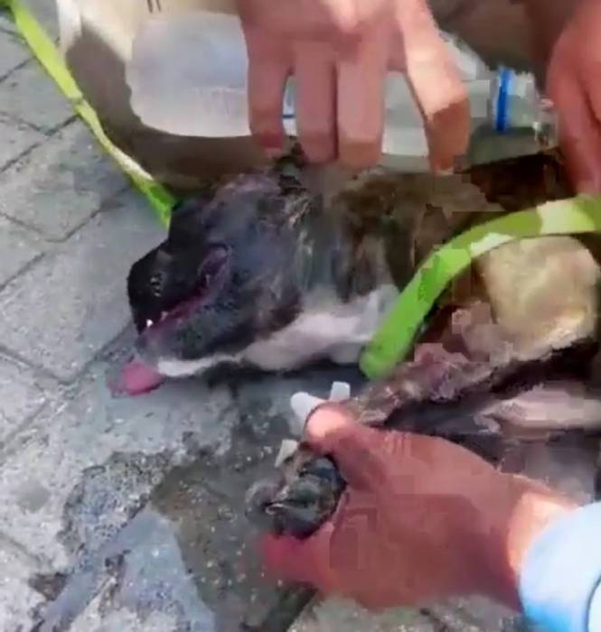Cachorro é encontrado trancado dentro de carro em Balneário Camboriú