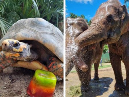 Animais recebem picolé e banho de mangueira no Zoo em Pomerode