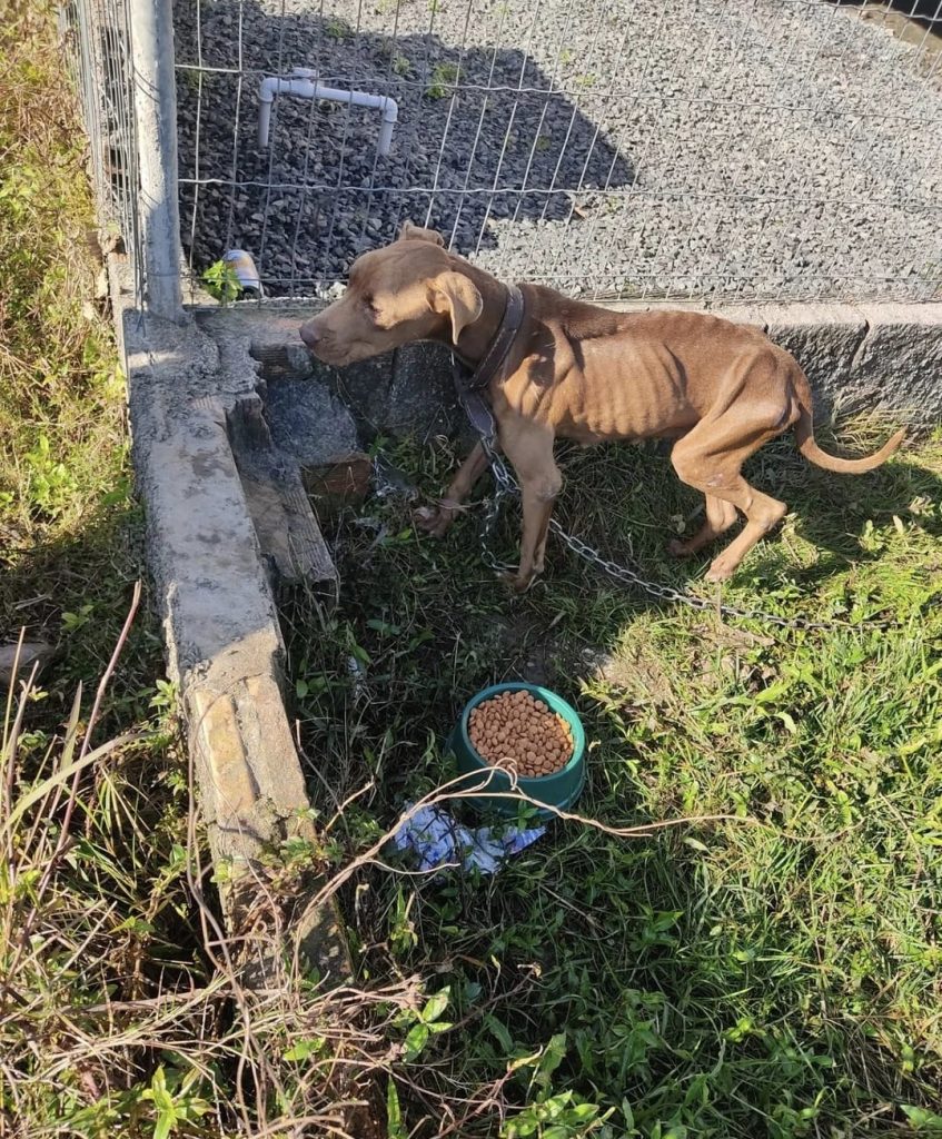 Polícia Civil resgata cachorra vítima de maus-tratos em Santa Catarina
