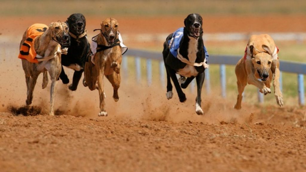 Nova Lei proíbe corridas de cães no Paraná