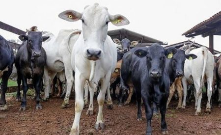 Bandidos matam gado e furtam a carne em sítio de Rio dos Cedros