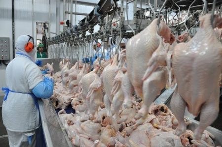 Exportações de carne de frango é ampliada em 28% no primeiro trimestre de 2022 em SC