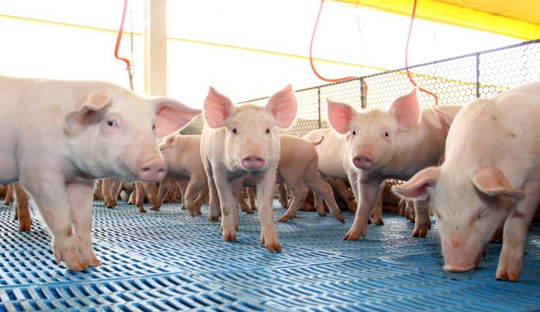Projeto de Lei quer incentivar o consumo de carne suína em Santa Catarina