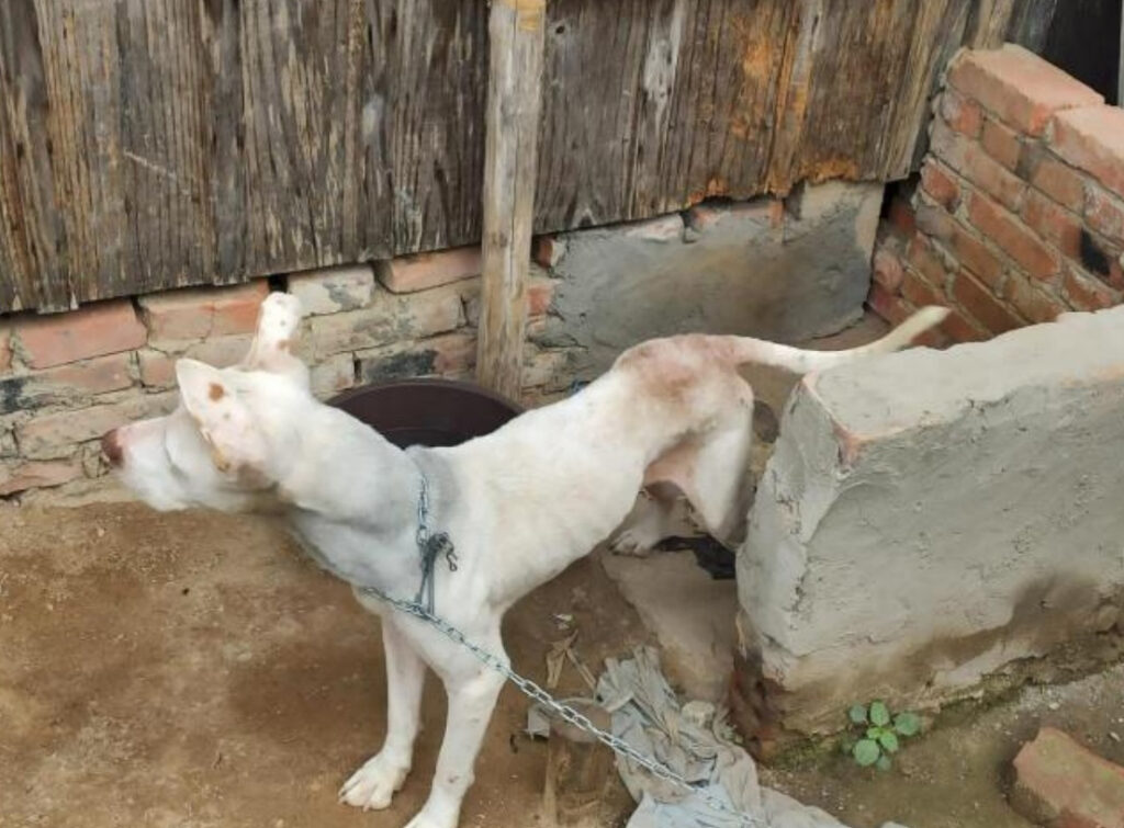 Homem é preso por deixar cachorro passando fome em Timbó