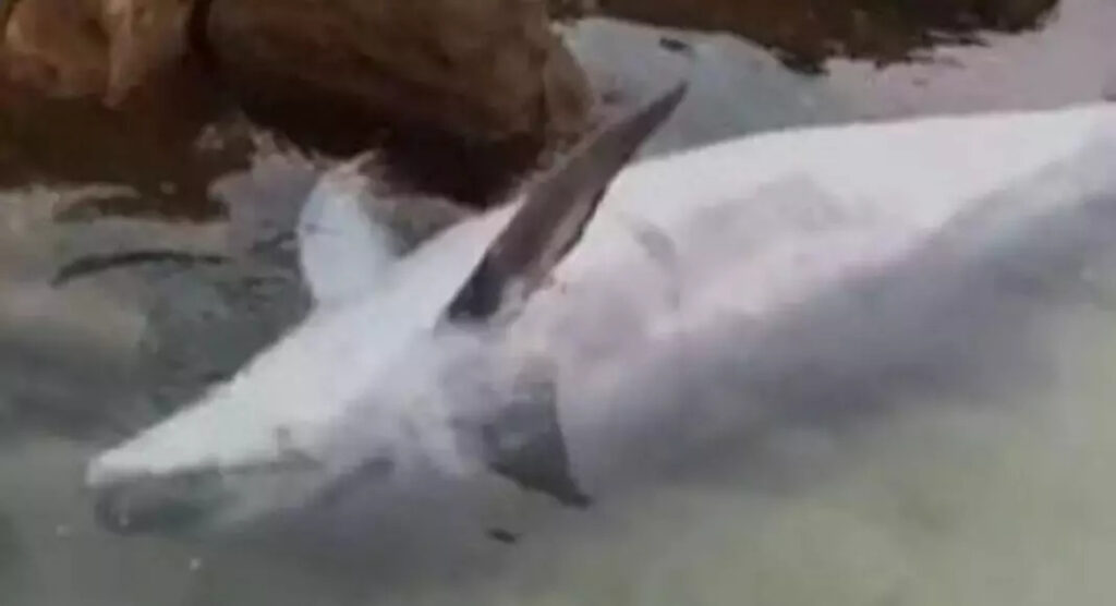 Golfinho é encontrado morto em Porto Belo
