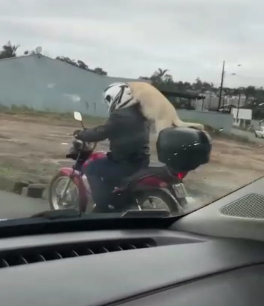 Cachorro é flagrado passeando na garupa de motocicleta em Joinville