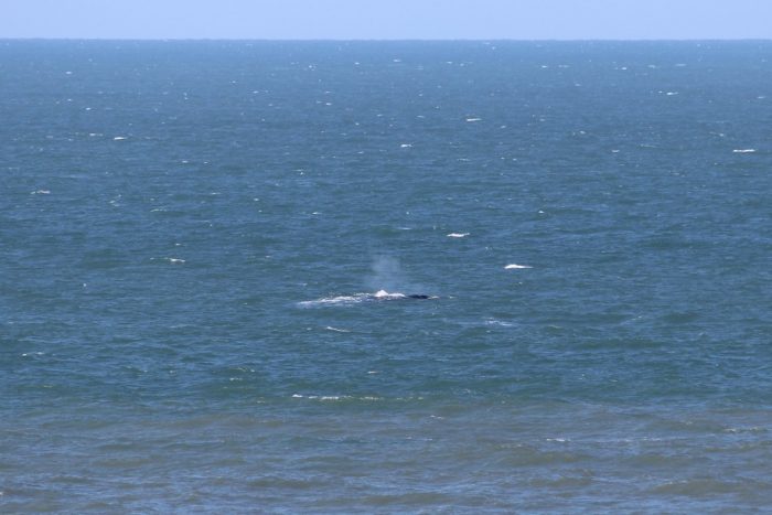 Primeira baleia-franca da temporada é avistada no litoral de SC