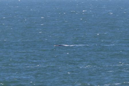 Primeira baleia-franca da temporada é avistada no litoral de SC