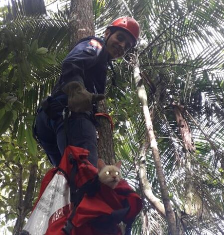 Bombeiros resgatam gato que estava preso a uma árvore de 15 metros em Gaspar