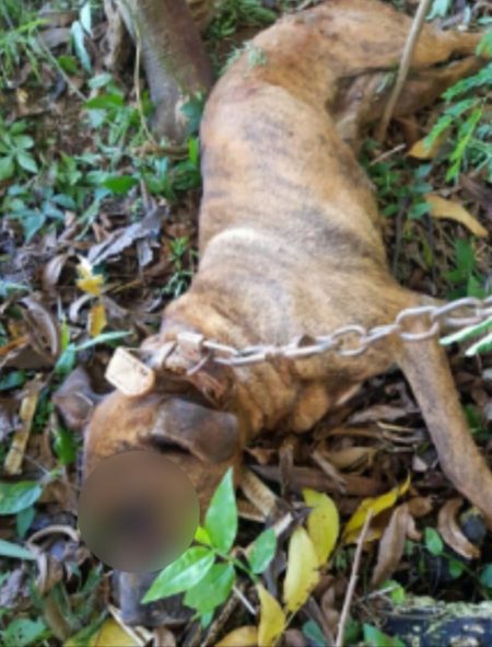 Homem é preso após matar cachorro a marretadas por R$ 10 em SC