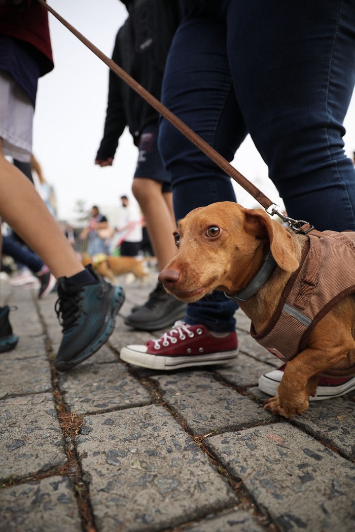 Mais de mil cães participaram da Cãominhada em Blumenau