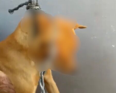 Cão enforcado é resgatado por Delegado em Blumenau