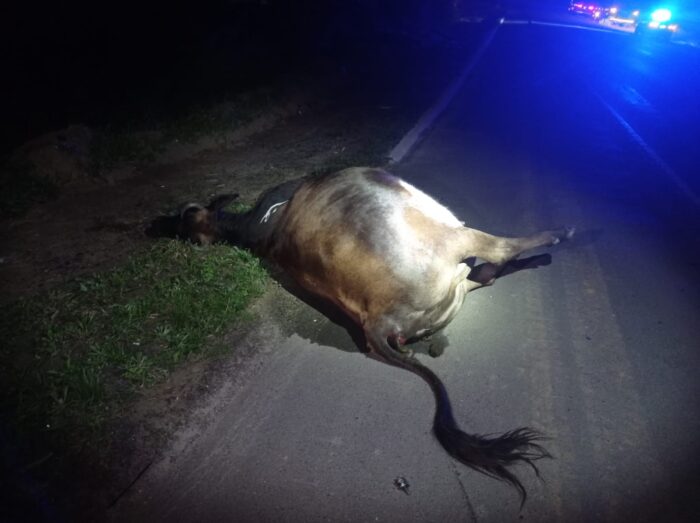Vaca morre após ser atropelada em rodovia de Rio do Sul
