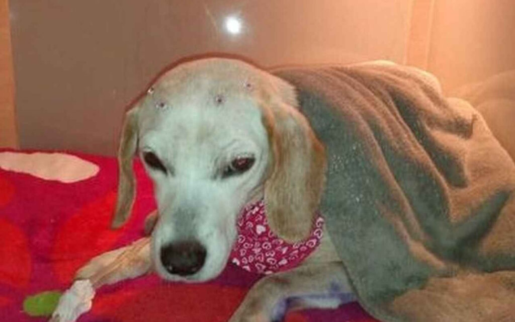 Cachorra que foi abusada sexualmente por idoso morre em Jaraguá do Sul