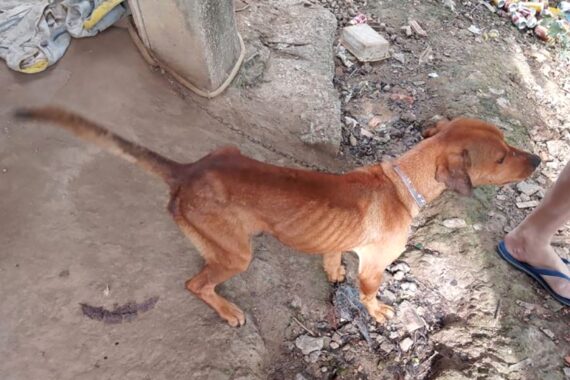 Homem é preso por maus-tratos a cachorros em Ilhota