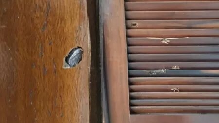 Casal de ambientalistas tem residência atingida por tiros em Guaramirim