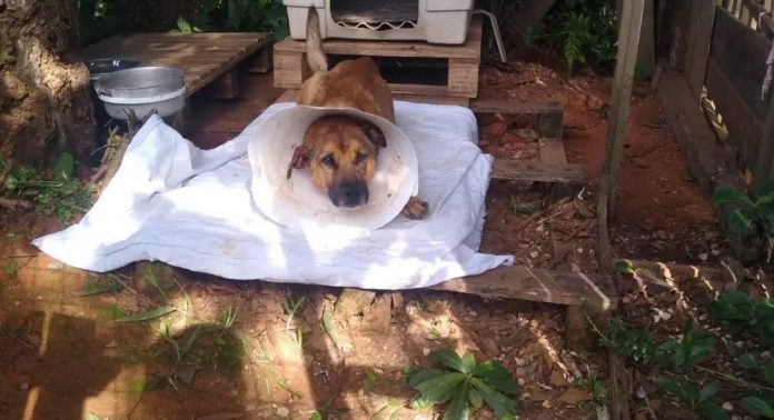 Cachorro de rua é encontrado com projétil alojado no abdômen em Gaspar