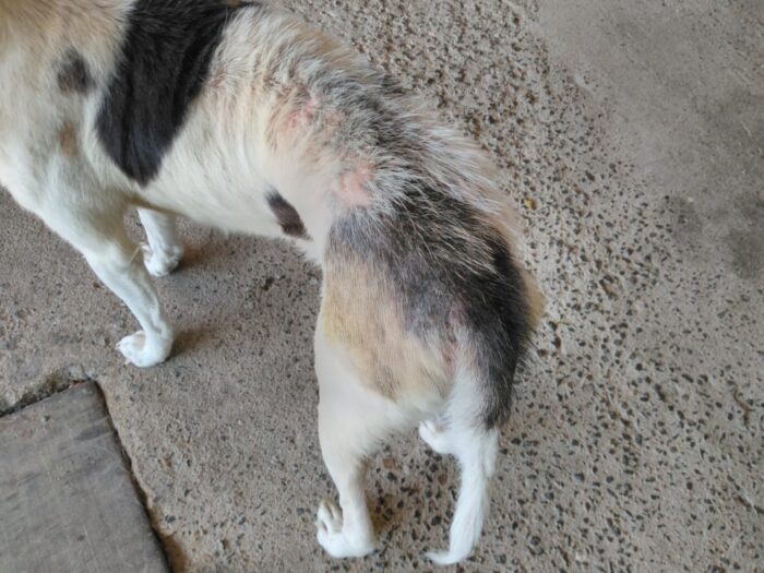 Civil resgata três cães em situação de maus-tratos em Pomerode
