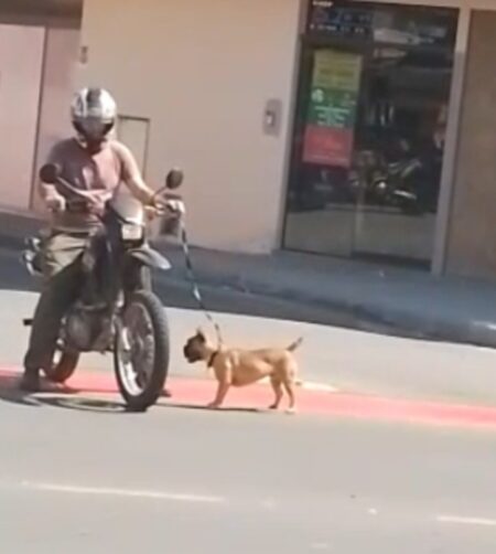 Homem andando de moto com cão em coleira é flagrado em Blumenau
