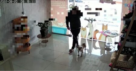 Mulher abandona cadela em pet shop após marcar banho e tosa em Blumenau