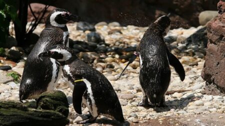 Quase 600 pinguins são encontrados mortos no Litoral catarinense após ciclone