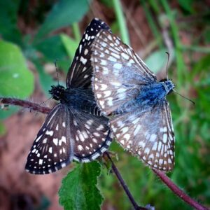 Borboletas da Mata Atlântica são exaltadas em novo livro