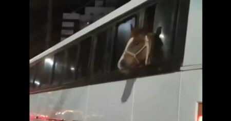 Cavalo é flagrado dentro de ônibus em SC
